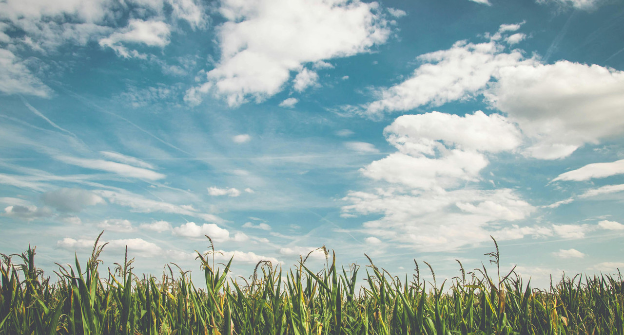 Educar para la paz: una urgencia moral y cultural