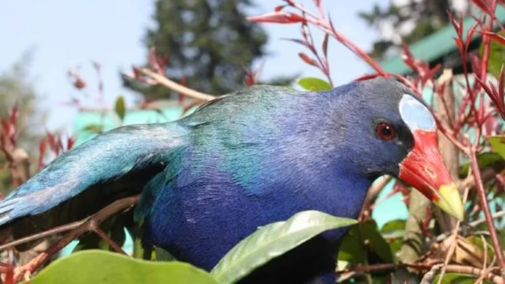 4ELZDLXOKFGVLIYEINT5HQFY3U 4c77a