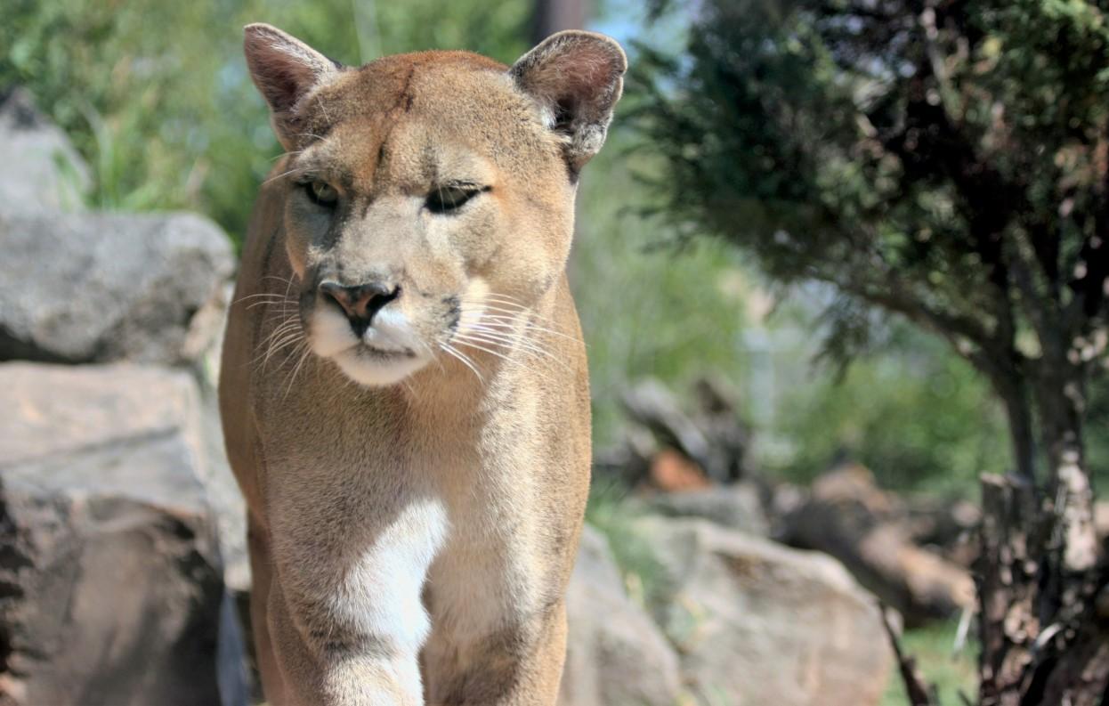 el puma esta en peligro de extincion 3996 0 orig 9b8de