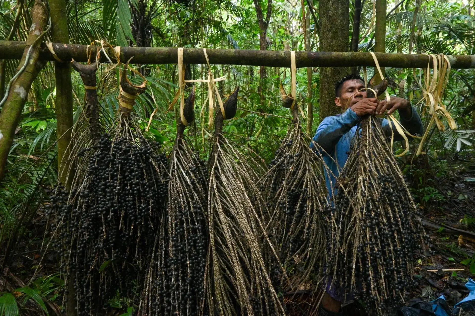 Cosechero de acai en un dia de recoleccion scaled 9b131