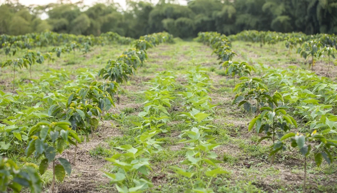 Cultivos de Cafe intercalado Fedecafe 41518