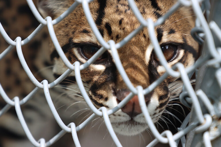 Gatos silvestres Barto ocelote Cali Colombia cautiverio Foto cortesia Santiago Wills 768x512 e543f
