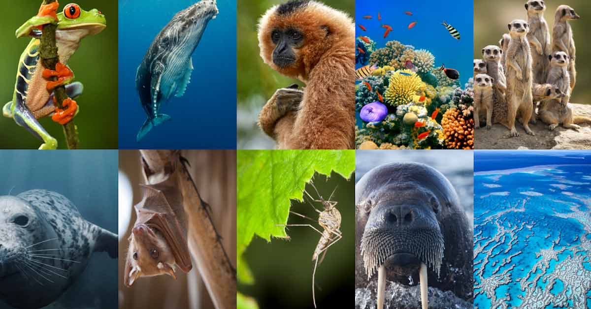 IA monitorear animales DeepMind 17d61