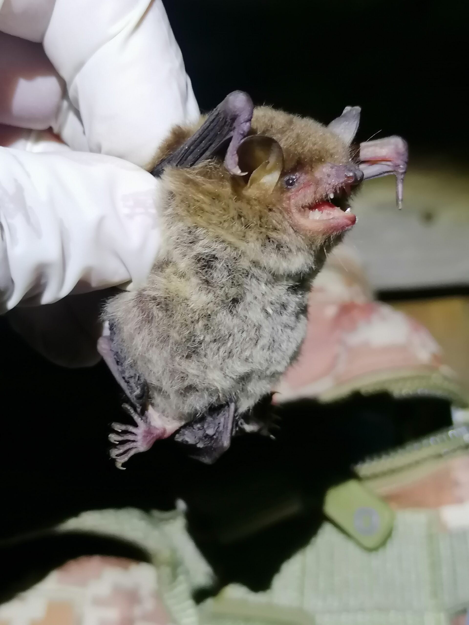 Miotis mexicano Myotis velifer capturado en red scaled aa5a7