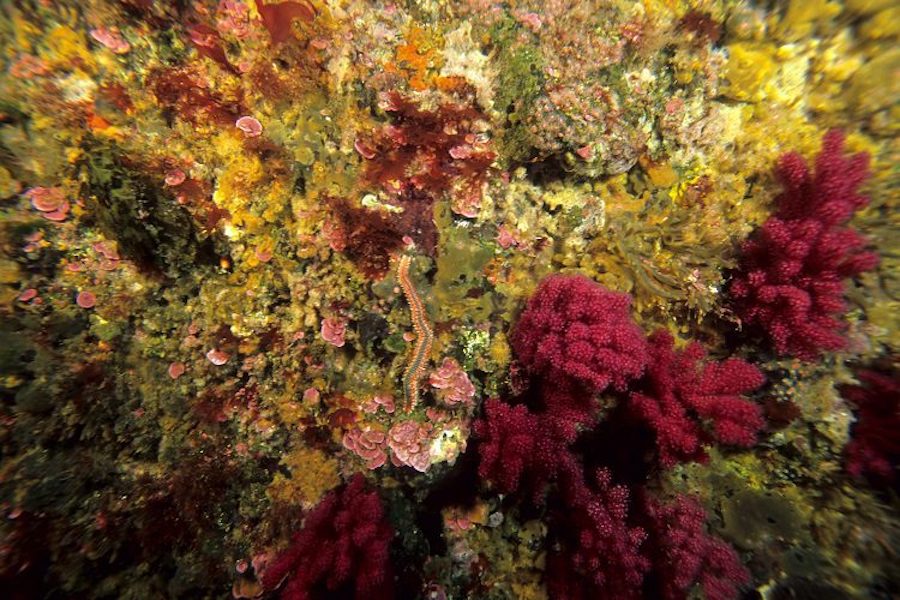 Montanas submarinas Oceana Chile 1 29489