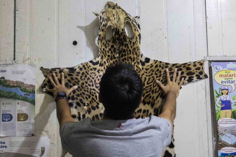 Peru 3 Subgerencia de gestion de fauna silvestre en Loreto productos hechos con partes de jaguar Foto Max Cabello 768x512 b267c