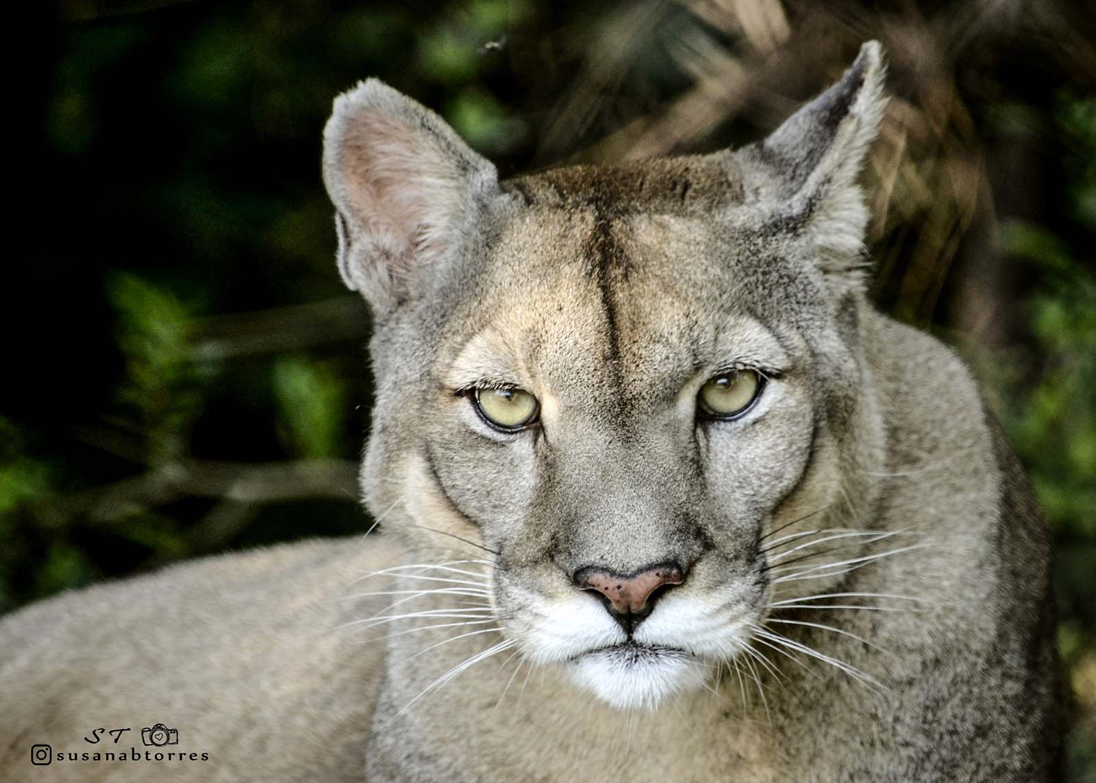 Puma silvestre Foto Susana Torres Mongabay Latam 038e1