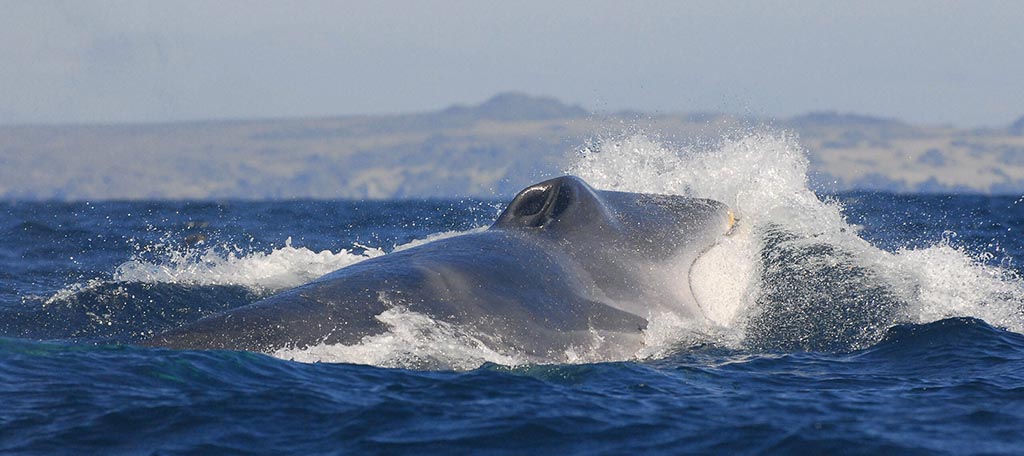 SAO OCEANA Humboldt Eduardo Sorensen SUP Novimebre 2009 013 scaled a90e0