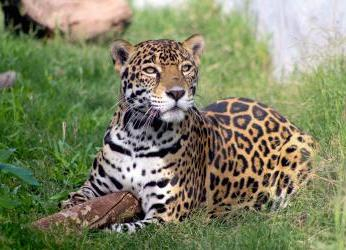 Día Internacional del Jaguar: ¿Cómo protegen al felino más grande...