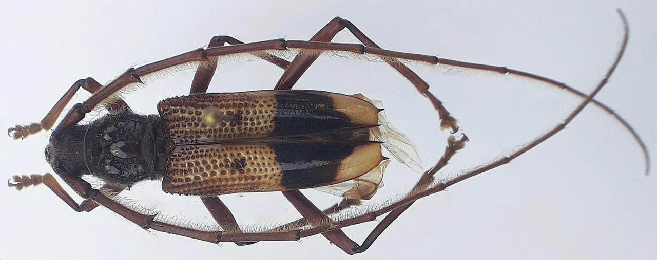 WhatsApp Image 2024 12 03 at 11.17.16 AM 407a5