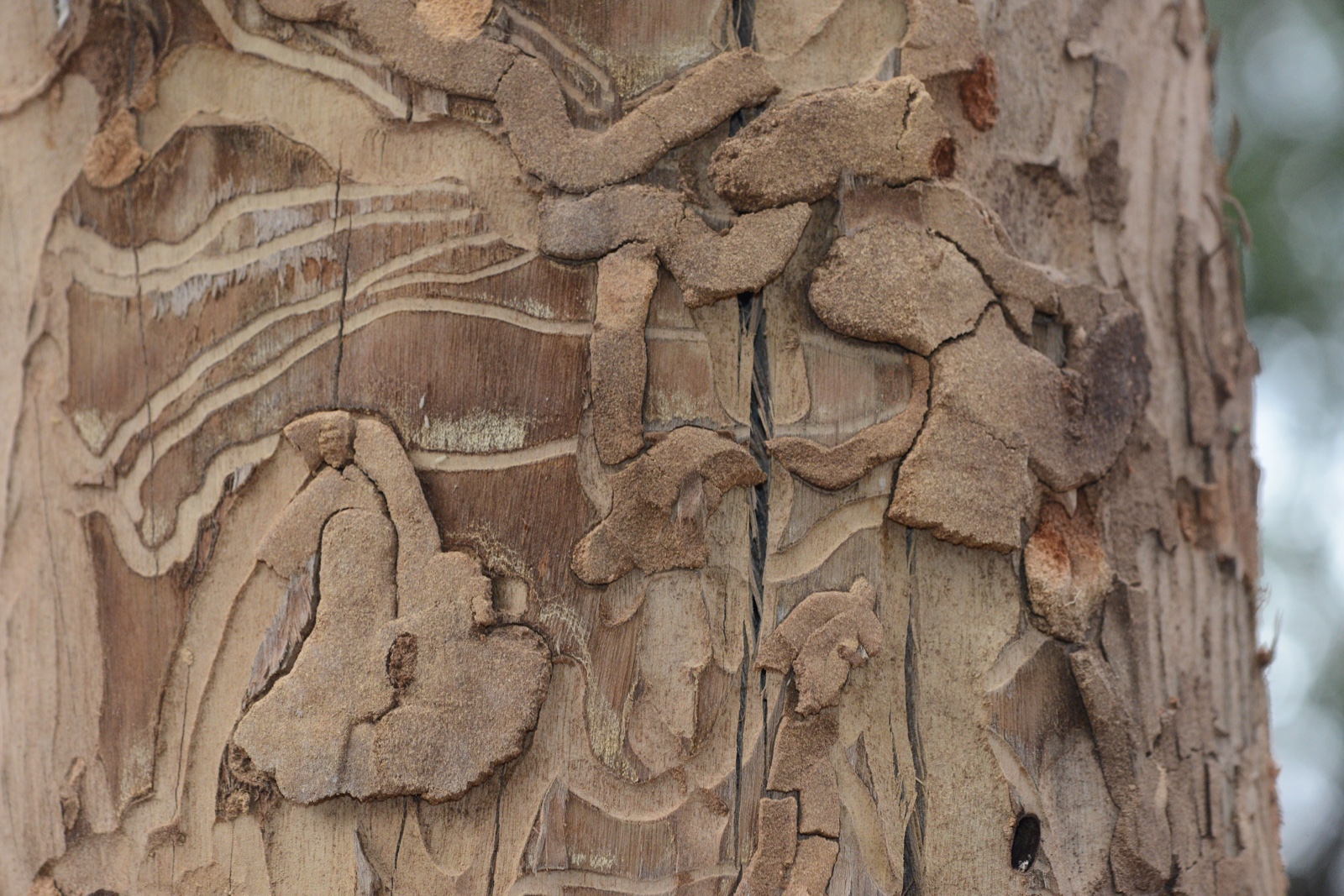 WhatsApp Image 2024 12 03 at 11.25.17 AM 0edbc