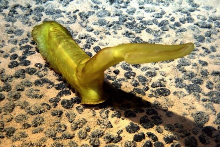 Zona submarina abisal Oceana Chile 1 768x513 c44ee