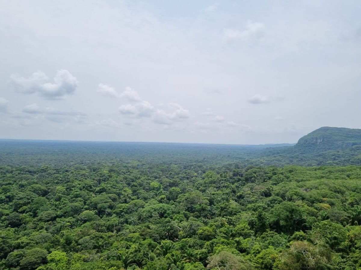 amazonia hongos bacterias aire actividad humana 1 1200x900 d6e70