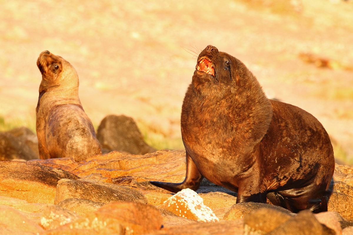 ballenamongabay10 51e05