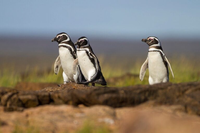 ballenamongabay5 72ecc