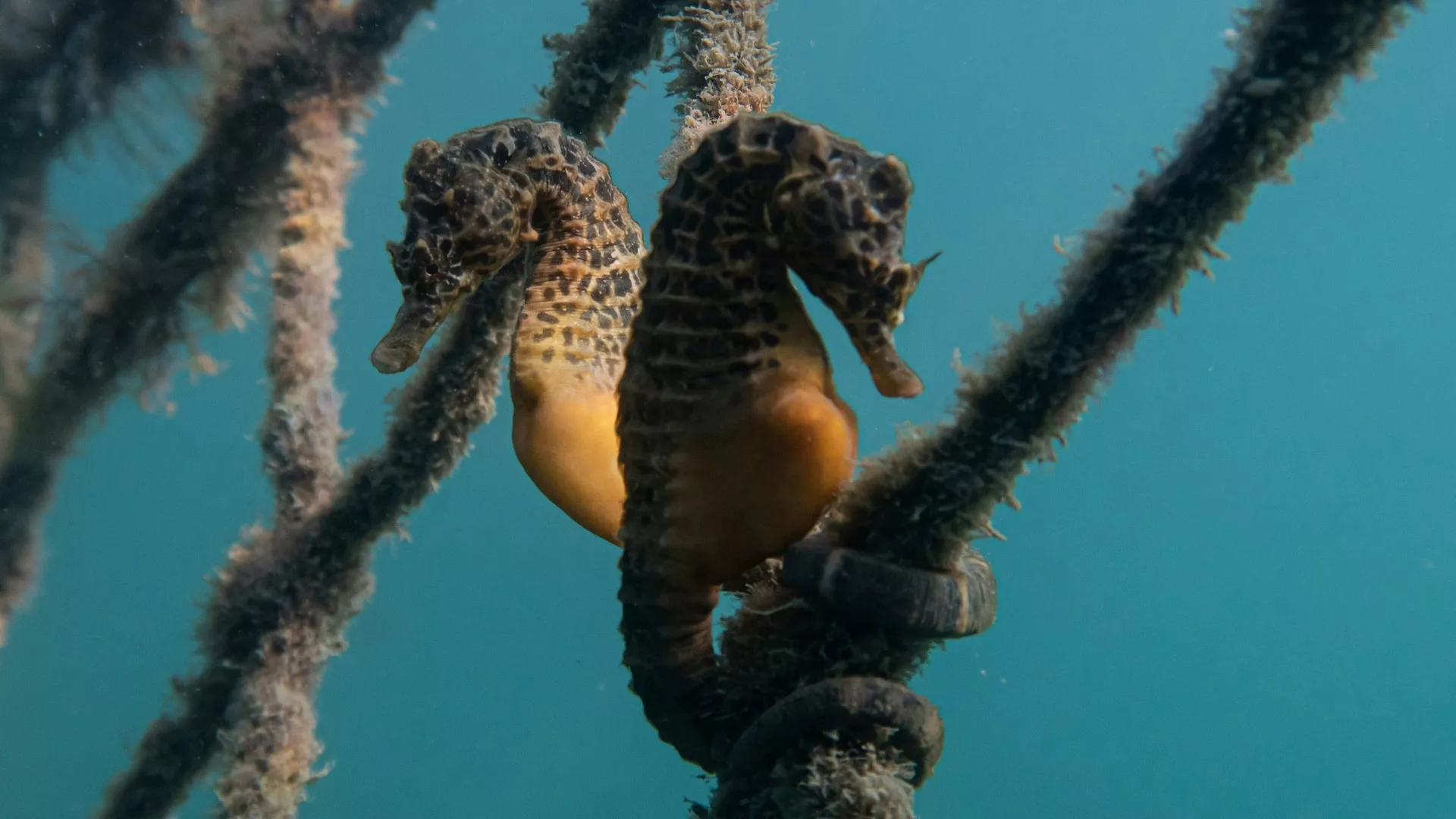 caballitodemar 2bdaf