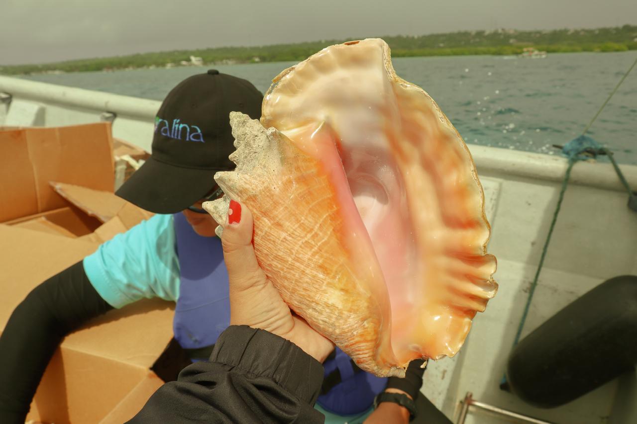 campaña no selles su destino