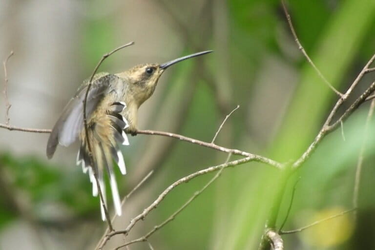 15 Phaethornis subochraceus Museo Noel Kempff Mercado 768x512 b397b