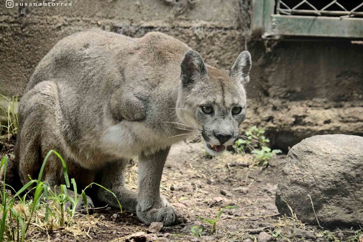 Argentina 5 Unelen puma amputada en Pumakawua Foto Susana Torres 1200x800 1f277