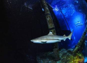La acidificación del océano amenaza la estructura dental de los...