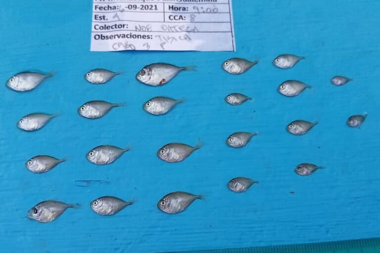 Foto Sergio Hernandez RVSPM ECO 11 768x512 0b1de