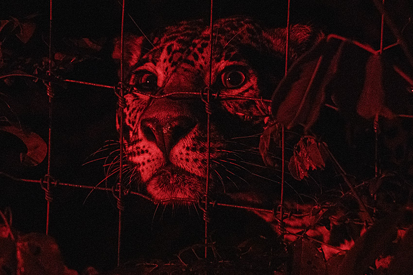 Gatos silvestres Colombia Mexico Argentina Guatemala no tienen estadisticas detalladas del trafico Foto cortesia Christian Gutierrez c9196