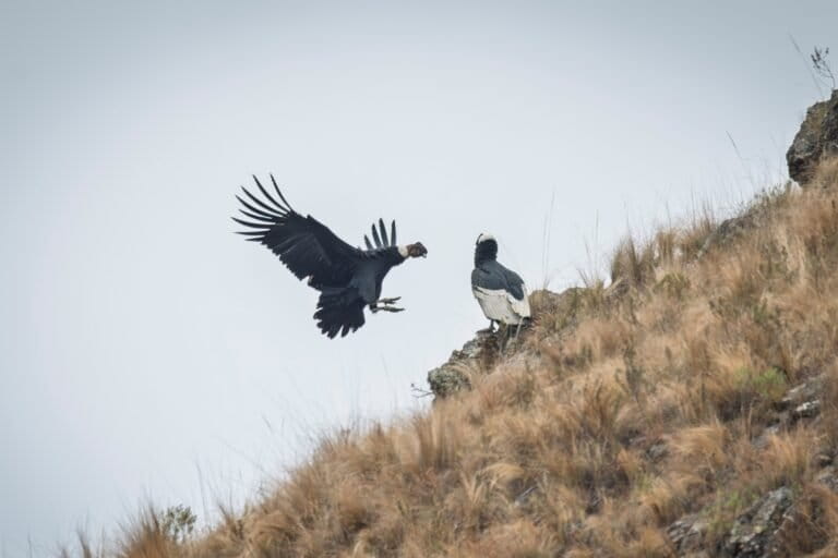 PLV5109 768x512 f4aa5