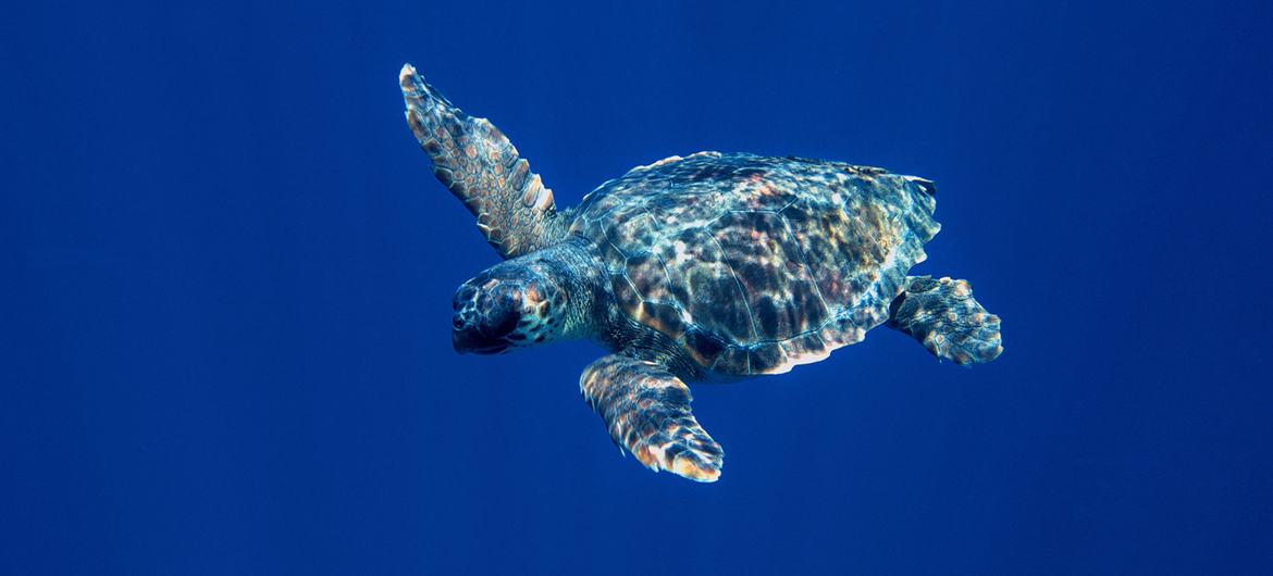 image1170x530cropped 03 62926