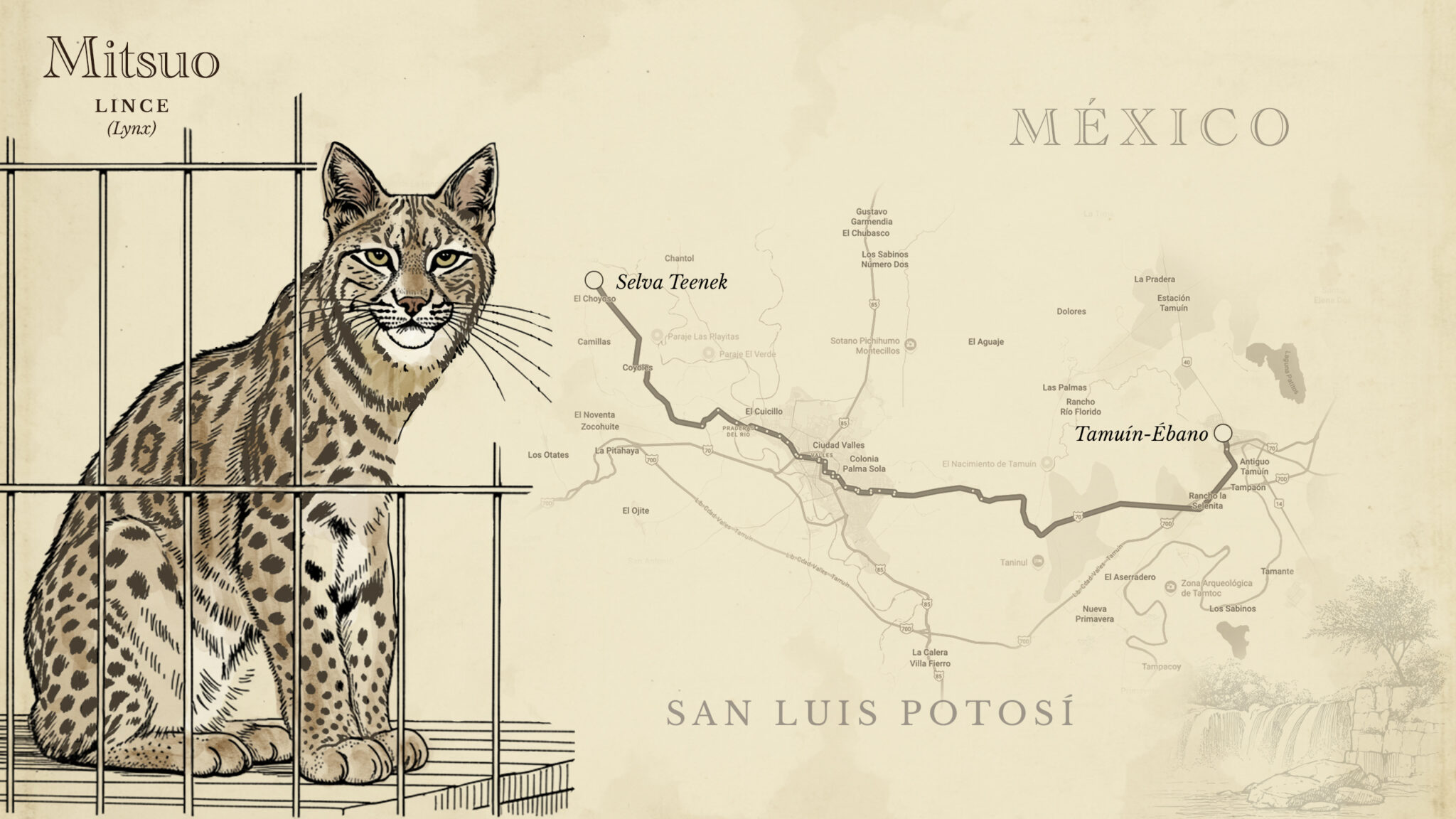 lince mexico horizontal 2048x1152 bd020