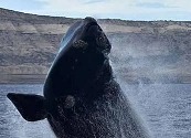 Argentina: un reducto para las ballenas corre el riesgo de convertirse en zona de sacrificio