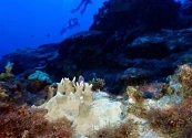 Más del 80% de los arrecifes de coral sufren el peor blanqueamiento registrado en la historia