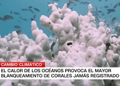 El 84 % de los arrecifes de coral del mundo se han visto afectados por el peor blanqueamiento registrado