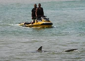 Tiburones atraían a multitudes a la costa de Israel, hasta que un hombre desapareció