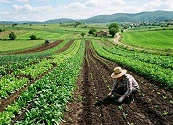 Una apuesta por la fertilización local: FENAVI-FONAV impulsan la gallinaza y la pollinaza como materias primas para la fabricación de abonos y acondicionadores orgánicos