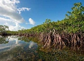 Líderes ambientales del Golfo de Morrosquillo se convierten en guardianes del manglar