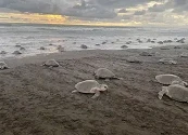 Las tortugas marinas están en riesgo. Aquí hay una estrategia para proteger sus viajes