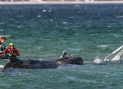 La ballena jorobada Timmy será convertida en biocombustible tras su muerte