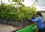 SAN JOSÉ DEL GUAVIARE RECUPERA SUS BOSQUES: UNA INICIATIVA AMBIENTAL PROTEGE MÁS DE 21.000 HECTÁREAS Y SUMA 6.000 ÁRBOLES SEMBRADOS